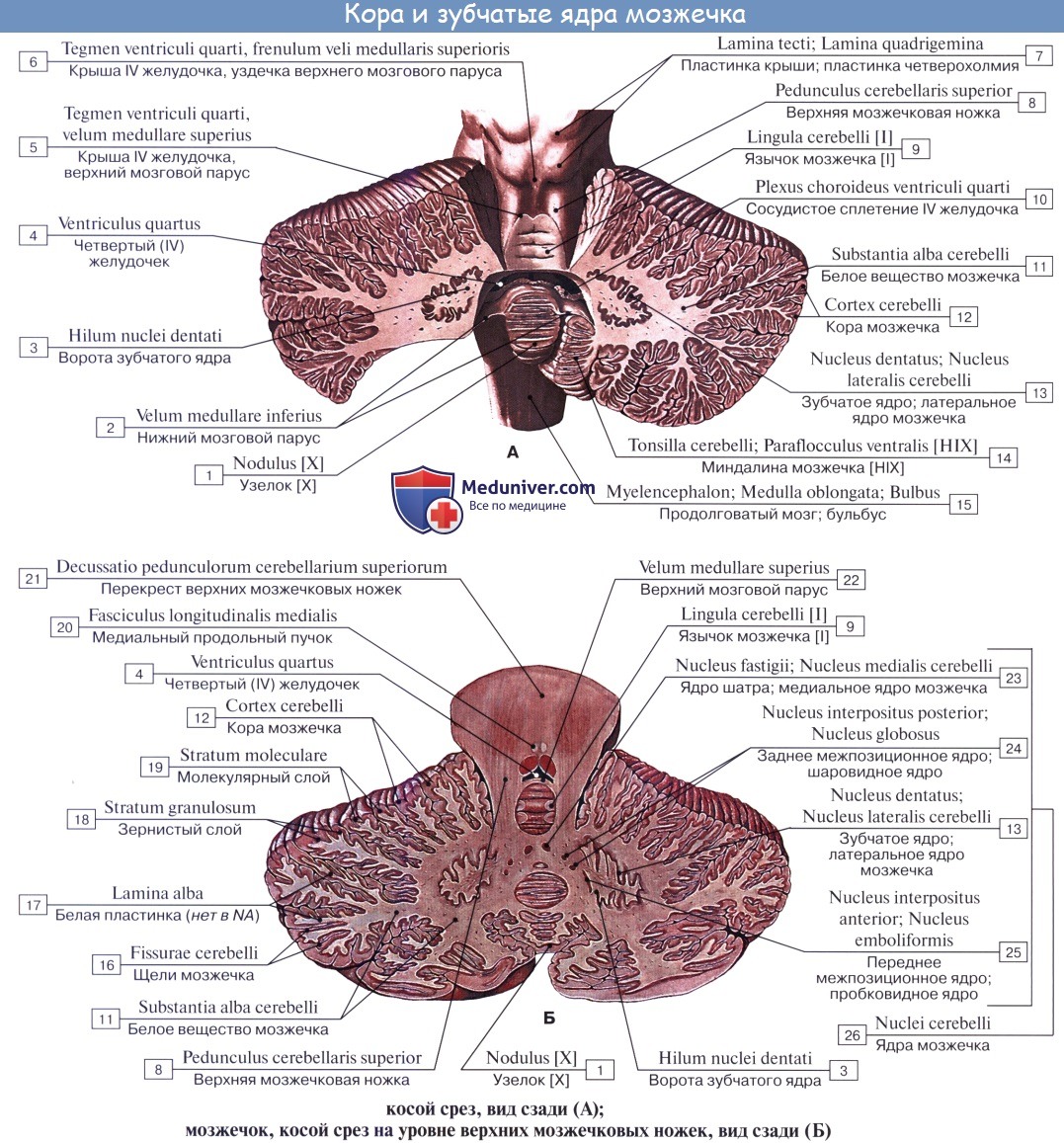 anatomia mozgechka 5a