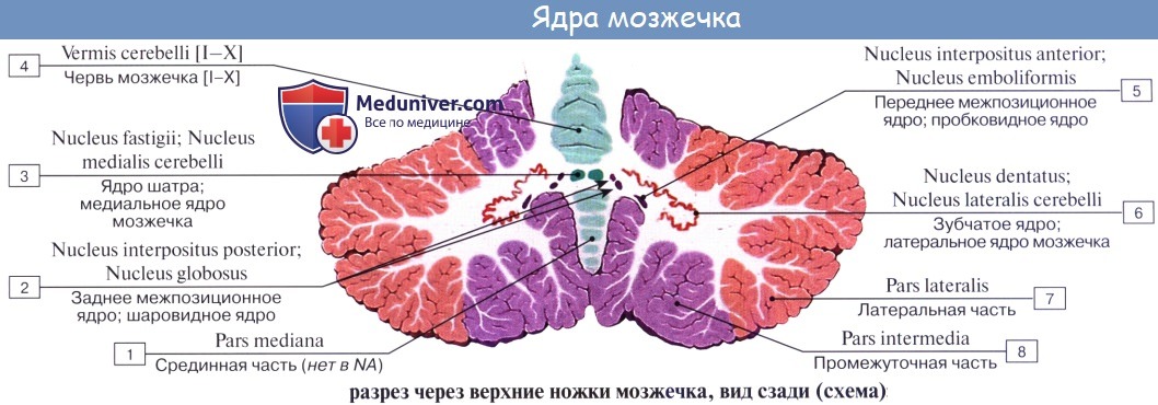 anatomia mozgechka 6a