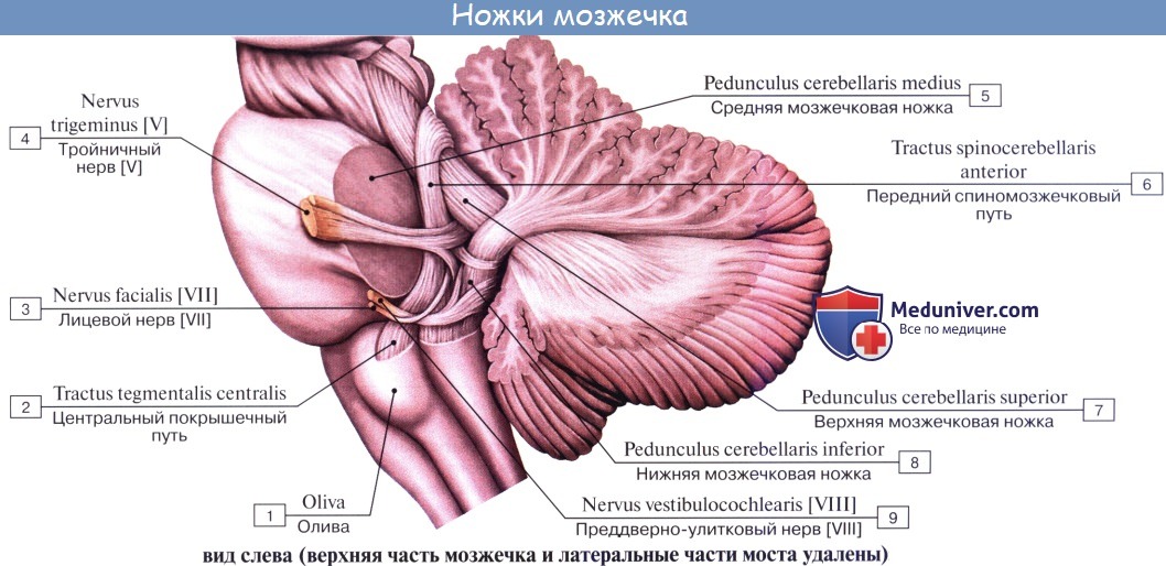 anatomia mozgechka 7a