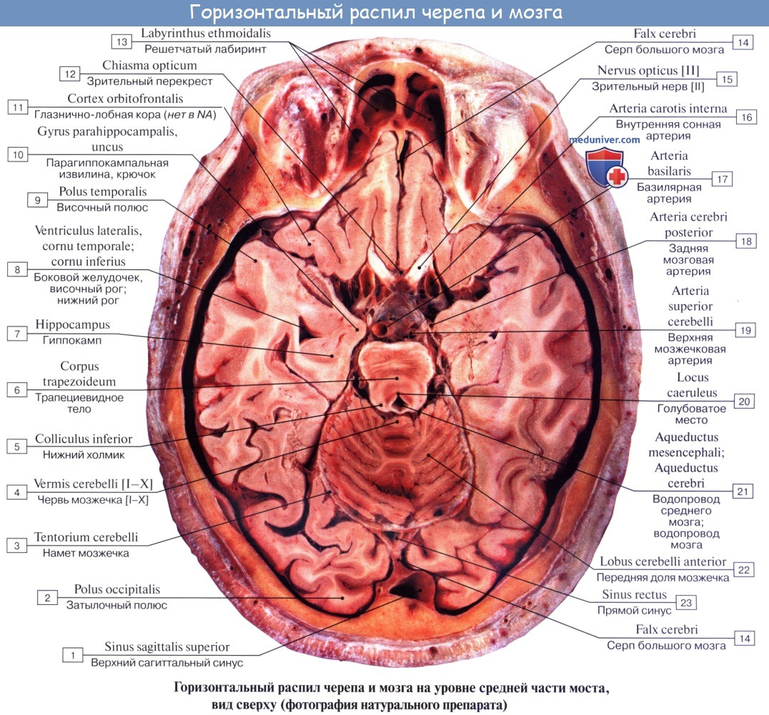 anatomia mozgechka 9a