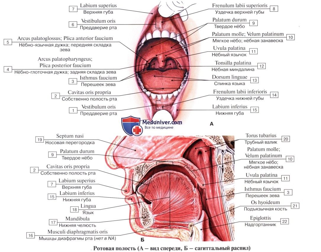 Анатомия полости рта