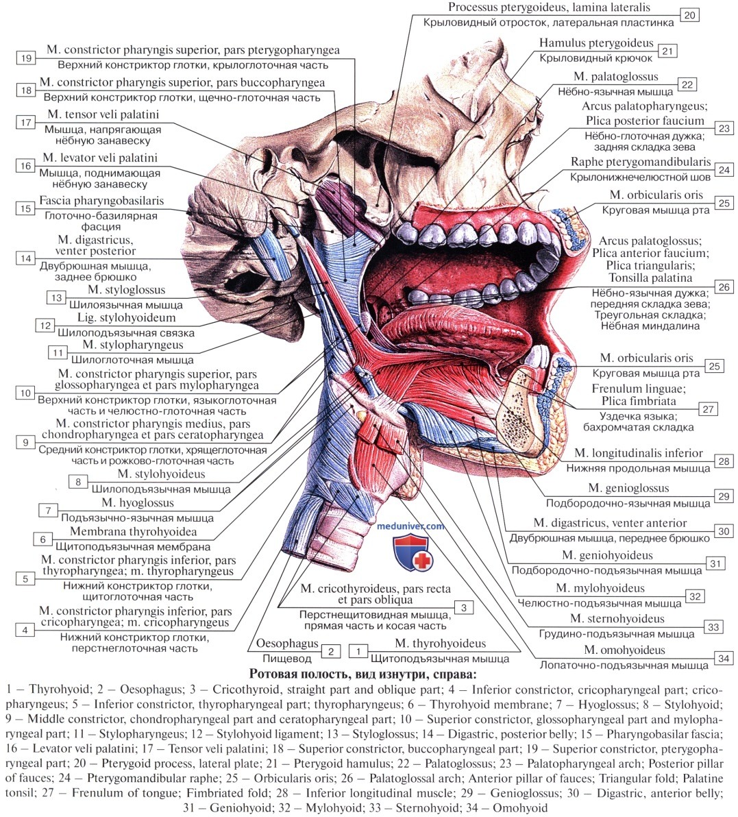 Описание полости рта. Строение полости рта анатомия латынь. Полость глотки анатомия строение. Анатомия полости рта медунивер.
