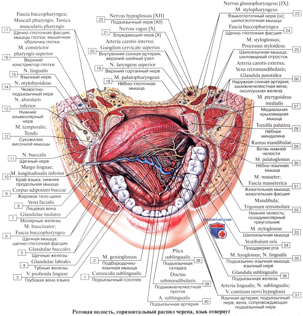 Анатомия: Полость рта, cavitas oris