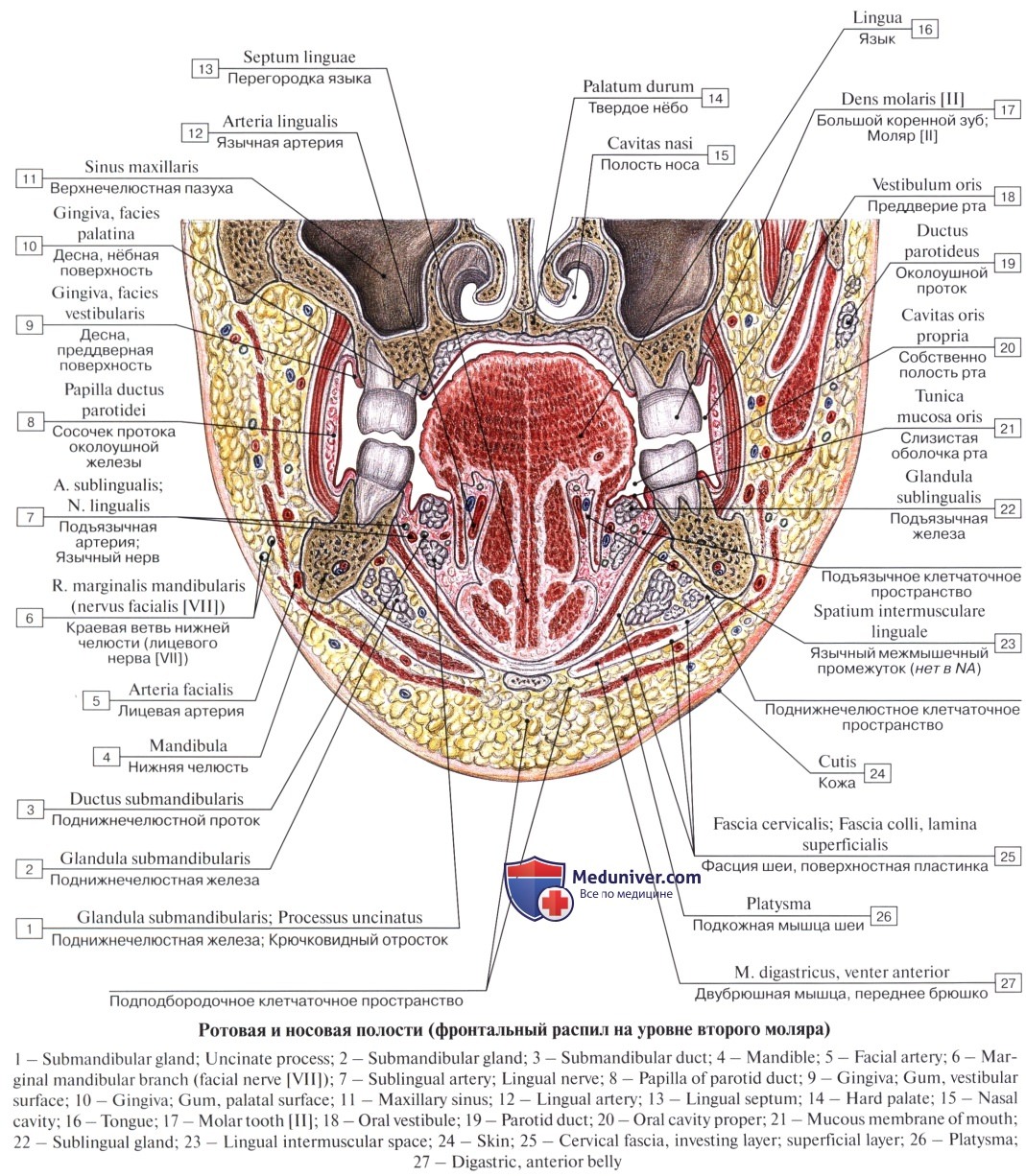 Пространства полости рта. Клетчаточное пространство дна полости рта. Топографическая анатомия клетчаточных пространств дна полости рта. Боковые клетчаточные пространства дна полости рта. Дно ротовой полости топографическая анатомия.