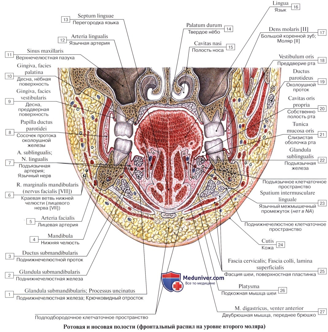 Анатомия: Полость рта, cavitas oris