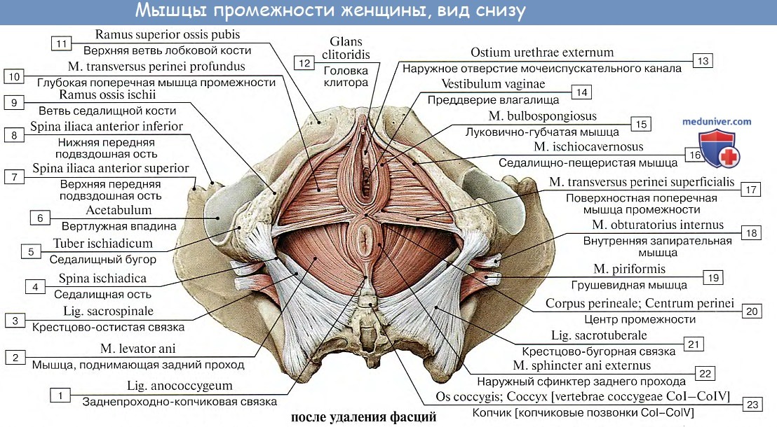 Анатомия: Мышцы тазовой диафрагмы