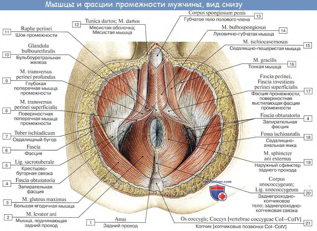 Анатомия: Мышцы промежности. Мышцы мочеполовой диафрагмы