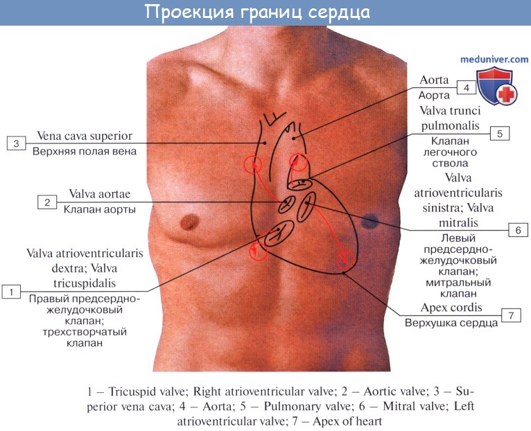 Анатомия: Топография сердца