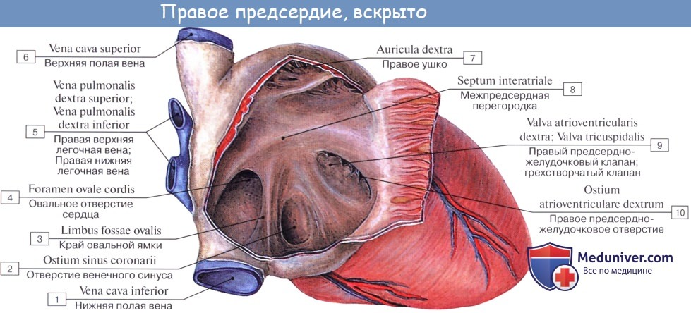Анатомия: Камеры сердца. Правое предсердие. Левое предсердие