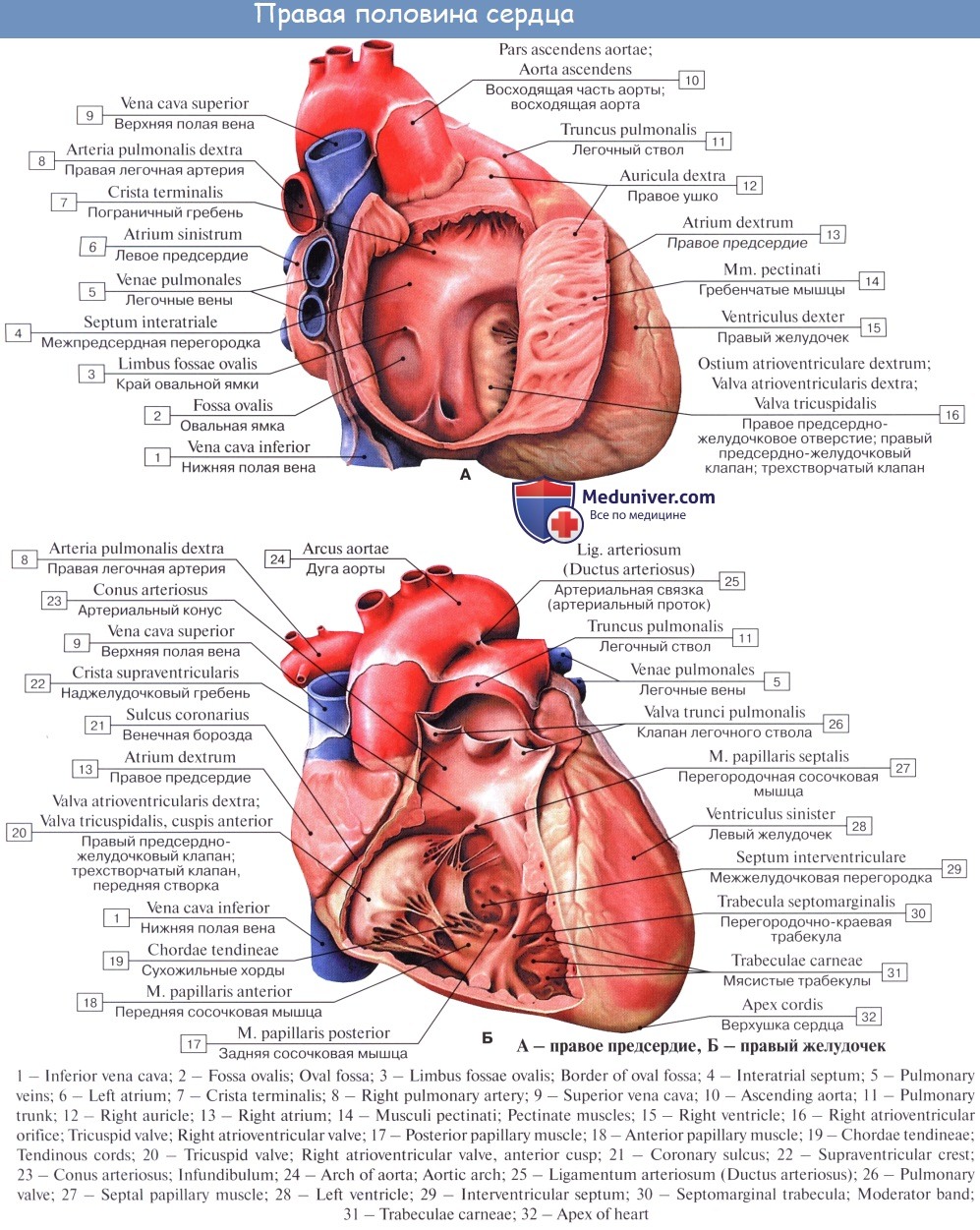 Отверстия в предсердиях. Артериальный конус правого желудочка сердца. Строение правого предсердия и правого желудочка сердца. Строение левого желудочка сердца анатомия. Наджелудочковый гребень правого желудочка.