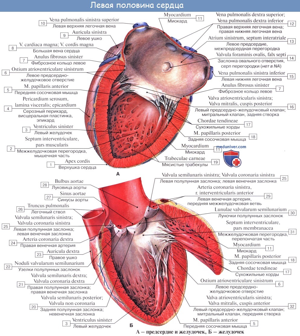 Анатомия: Камеры сердца. Правое предсердие. Левое предсердие