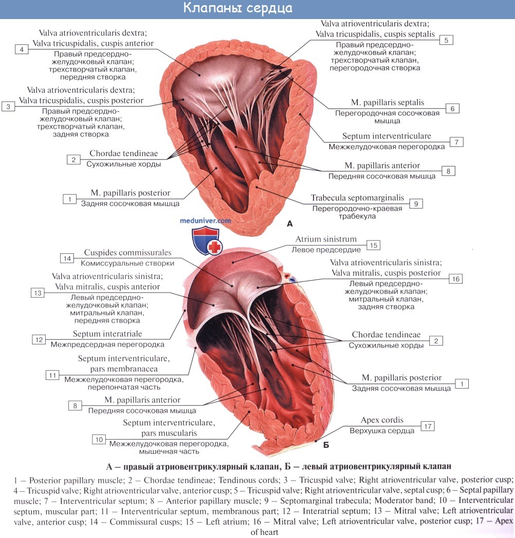 Сколько весит искусственный левый желудочек для сердца. Клапаны сердца анатомия латынь. Строение сердца сосочковые мышцы. Строение левого желудочка сердца анатомия. Строение левого желудочка клапан.