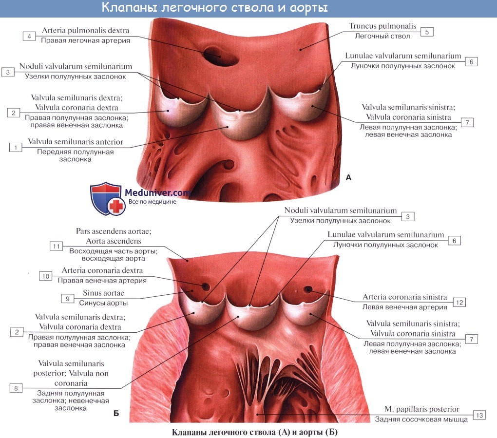 Анатомия сердца: Правый желудочек. Левый желудочек