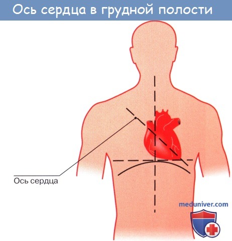 Анатомия: Положение сердца. Типы положения сердца. Величина сердца