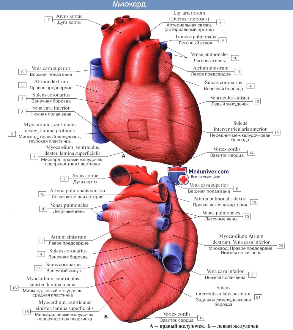 Анатомия: Строение стенок сердца. Миокард