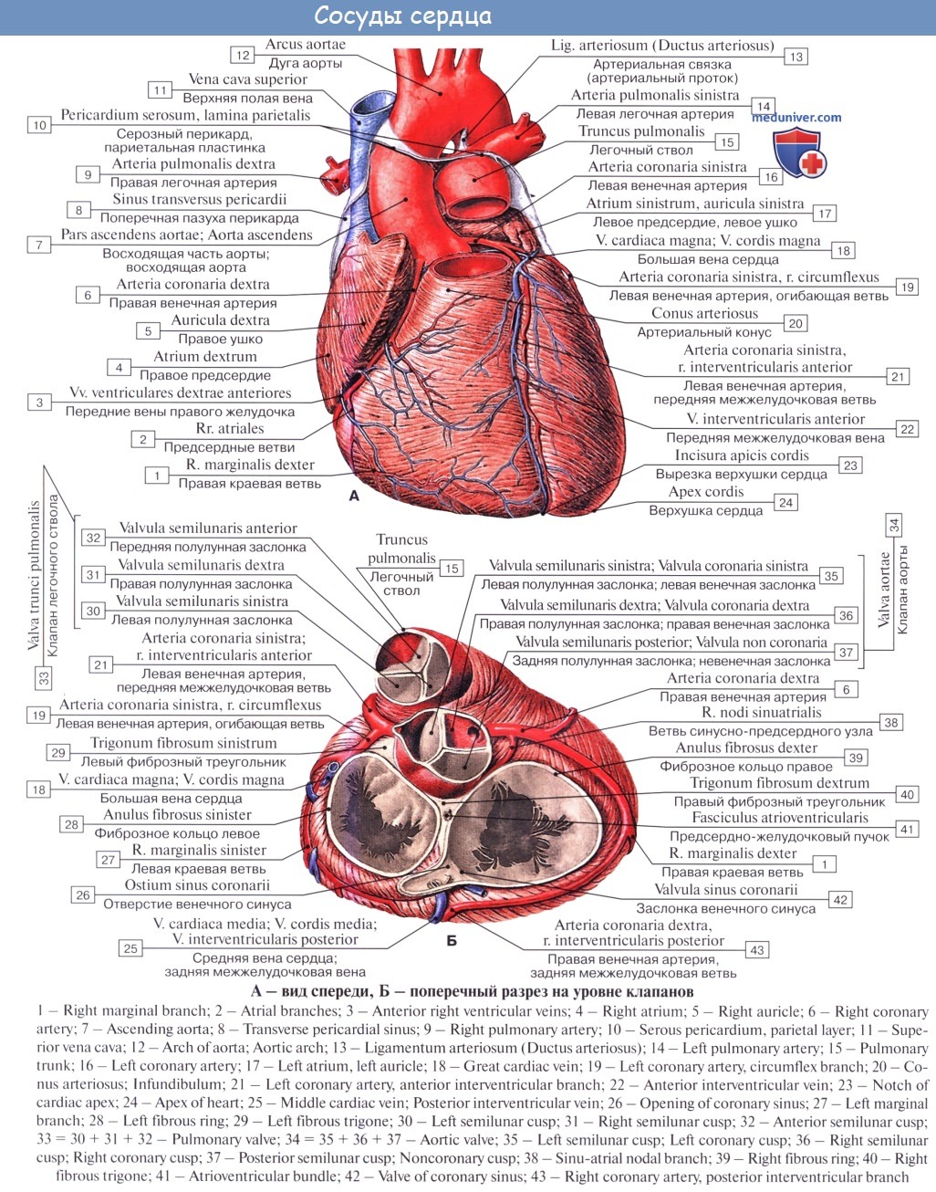 Какие сосуды в левом предсердии. Кровоснабжение сердца Неттер. Венечные артерии сердца анатомия. Коронарные сосуды сердца анатомия. Строение сердца анатомия латынь.