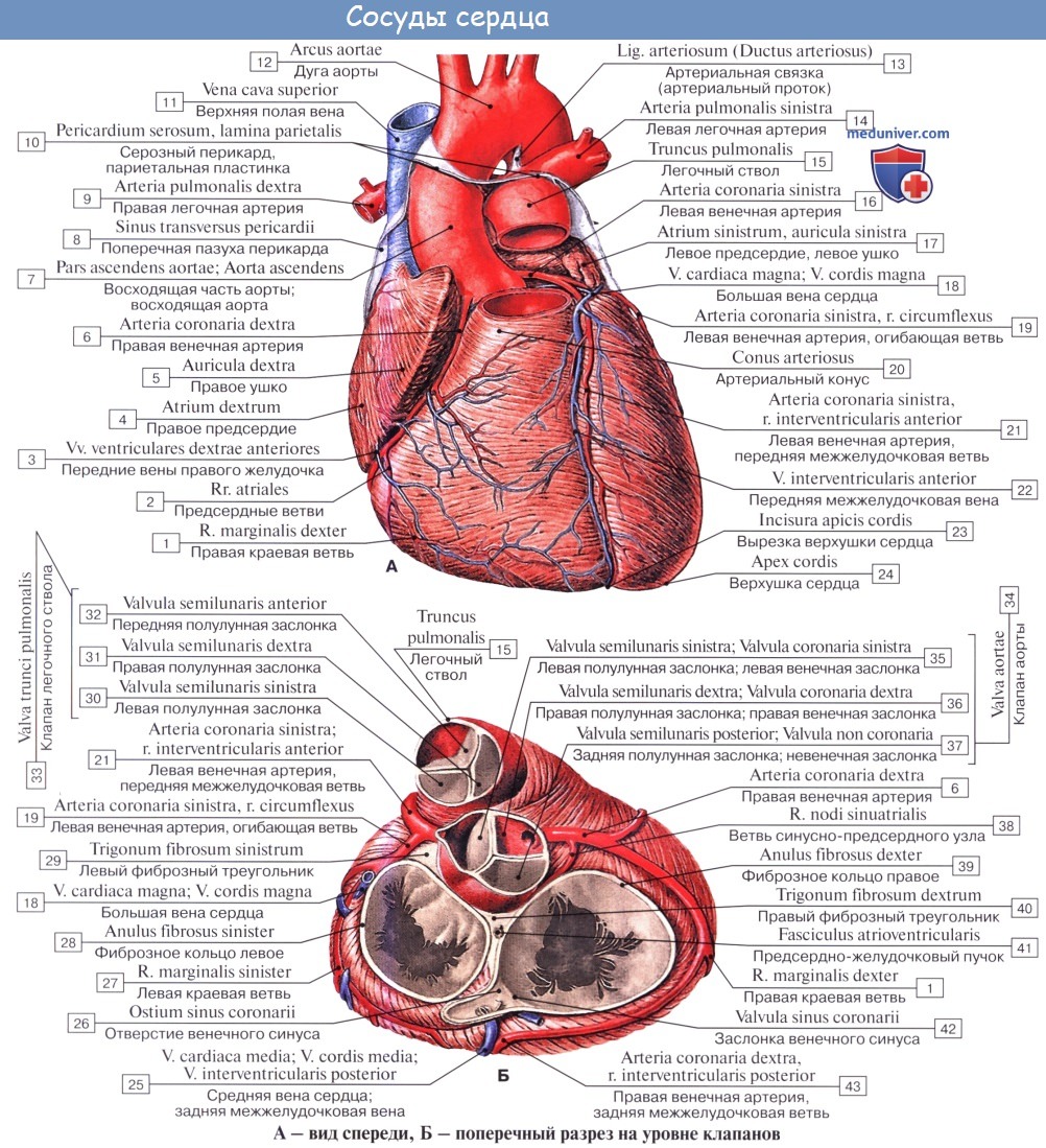 Анатомия: Кровоснабжение сердца. Питание сердца. Венечные артерии сердца