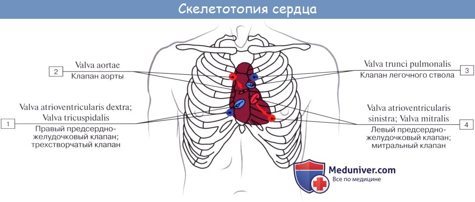 Анатомия: Рентгеноанатомия сердца. Контуры сердца