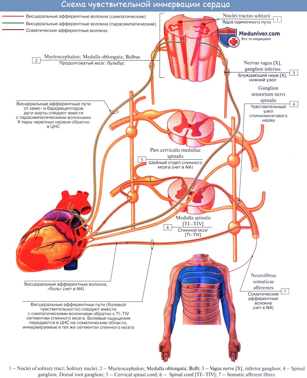 Парасимпатическая иннервация сердца. Блуждающий нерв иннервация сердца схема. Иннервация сердца анатомия. Парасимпатическая иннервация сердца анатомия. Иннервация коронарных артерий.