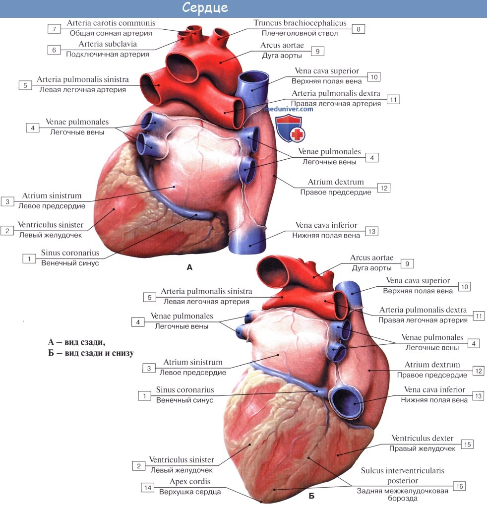 Анатомия: Сердце. Строение сердца