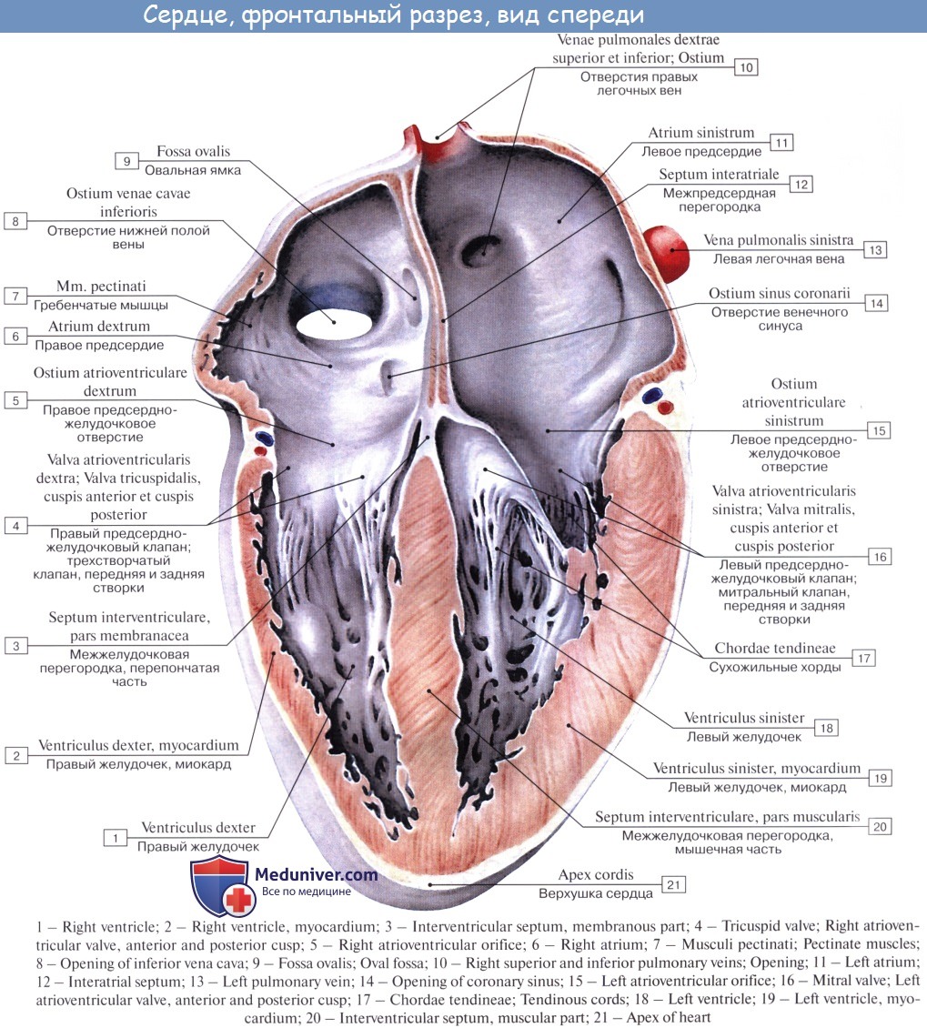 Правое предсердие аорта левый желудочек легкие левое. Правое и левое предсердно-желудочковое отверстие. Строение желудочков сердца анатомия. Сердце анатомия строение предсердия желудочки. Правый желудочек сердца анатомия строение.