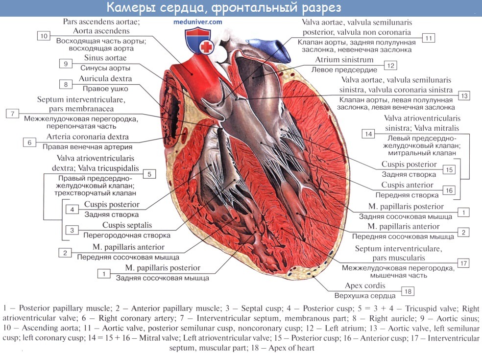 Правый желудочек отделен от правого предсердия. Внутреннее строение сердца латынь. Внутреннее строение сердца анатомия латынь. Строение сердца с подписями на латыни. Правый желудочек сердца анатомия строение.