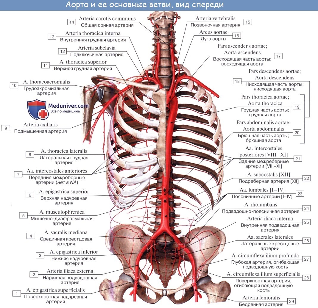 Анатомия: Артерии большого круга кровообращения. Аорта