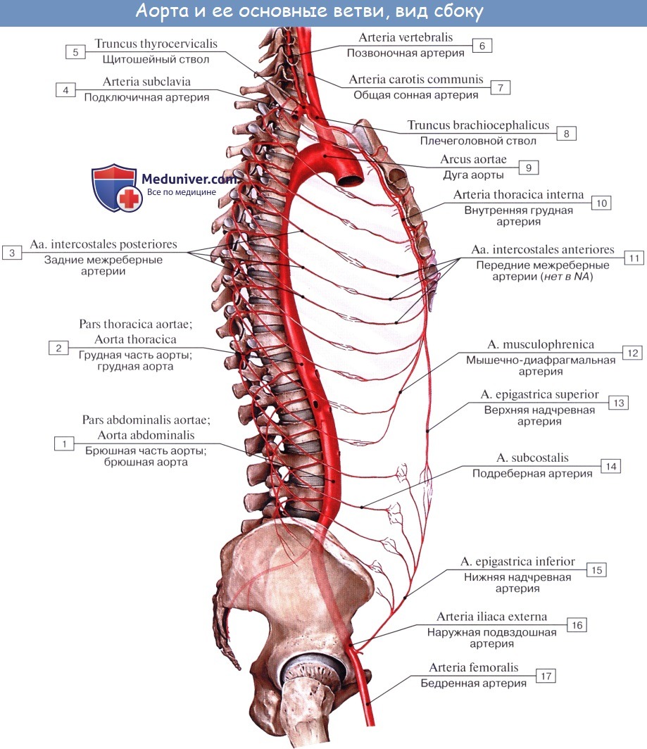 Анатомия: Артерии большого круга кровообращения. Аорта