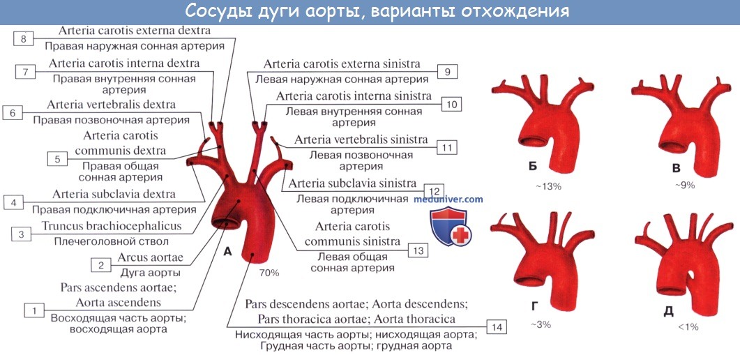 Анатомия: Ветви восходящей части аорты. Ветви дуги аорты. Плечеголовной ствол