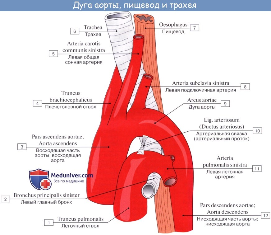 Анатомия: Ветви восходящей части аорты. Ветви дуги аорты. Плечеголовной ствол