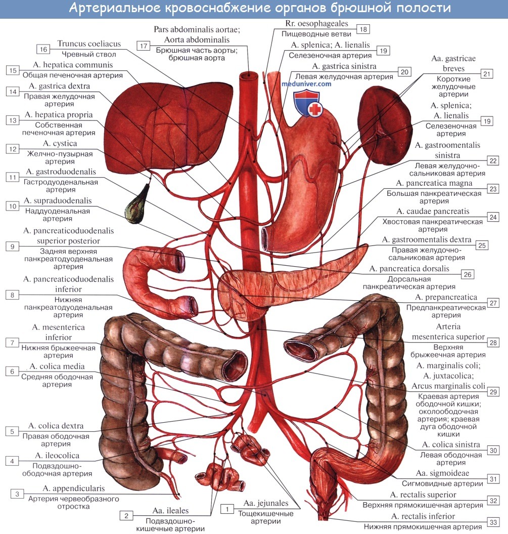 Анатомия человека: Кровоснабжение поджелудочной железы