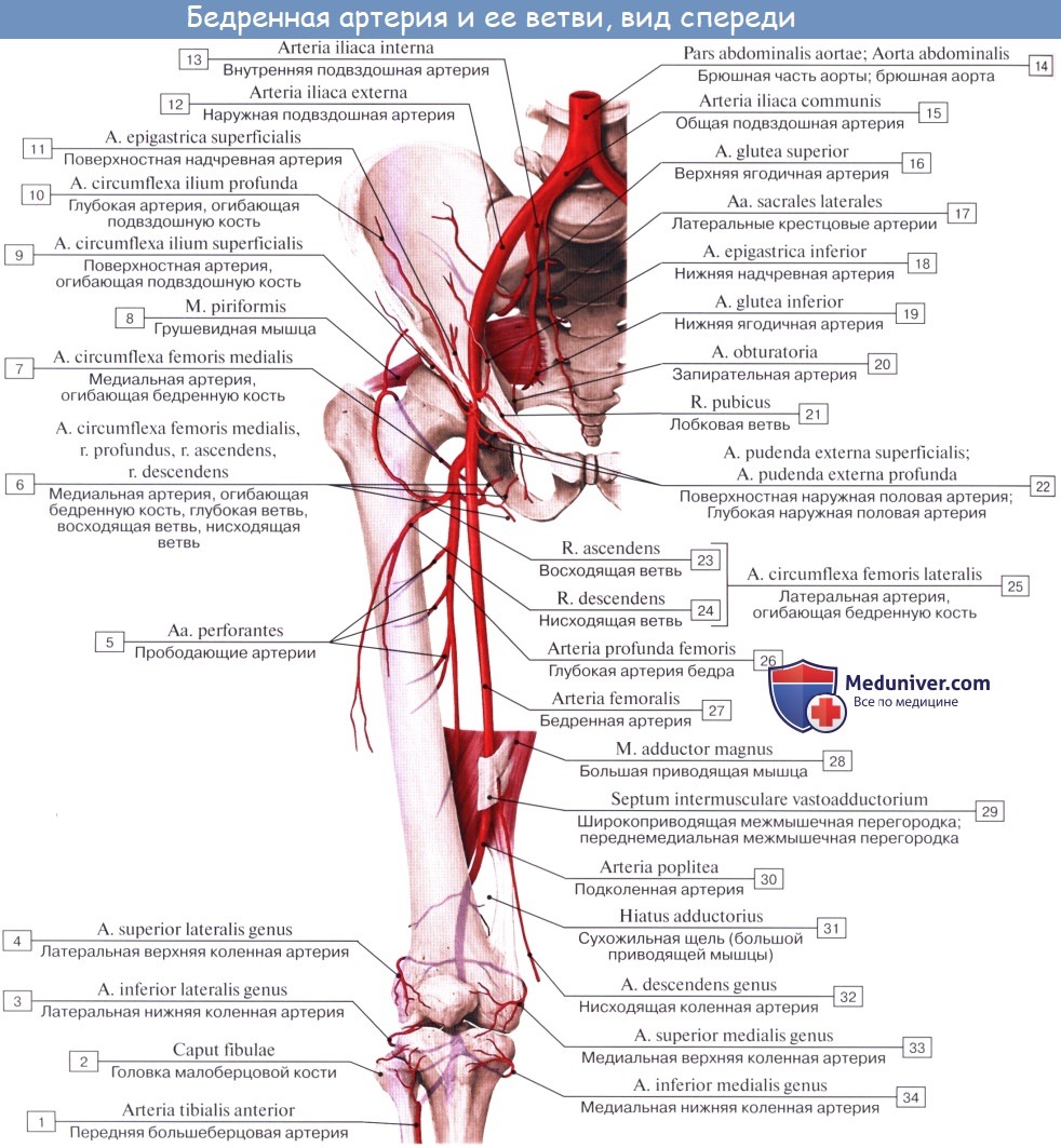 Анатомия: Артерии свободной нижней конечности. Бедренная артерия (a. femoralis). Ветви бедренной артерии