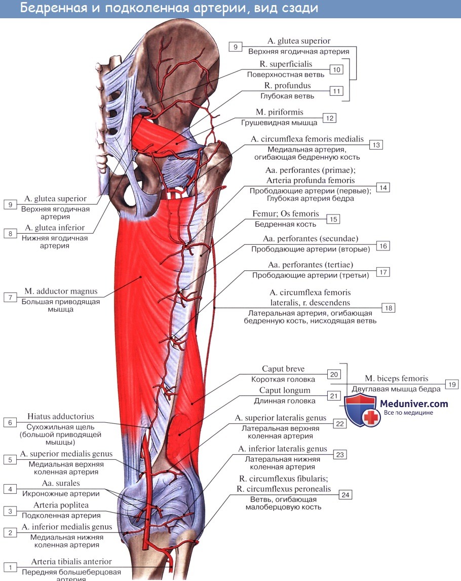 Анатомия: Подколенная артерия, a. poplitea. Ветви подколенной артерии