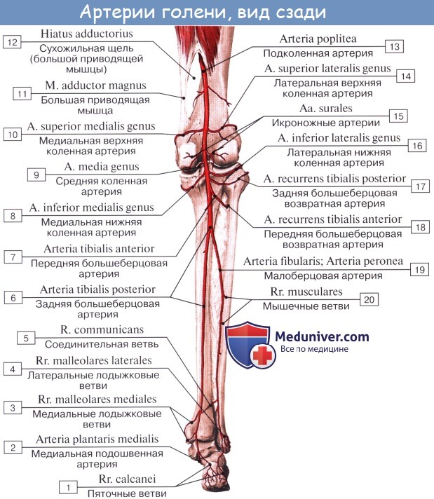 Анатомия: Задняя большеберцовая артерия, a. tibialis posterior. Ветви задней большеберцовой артерии