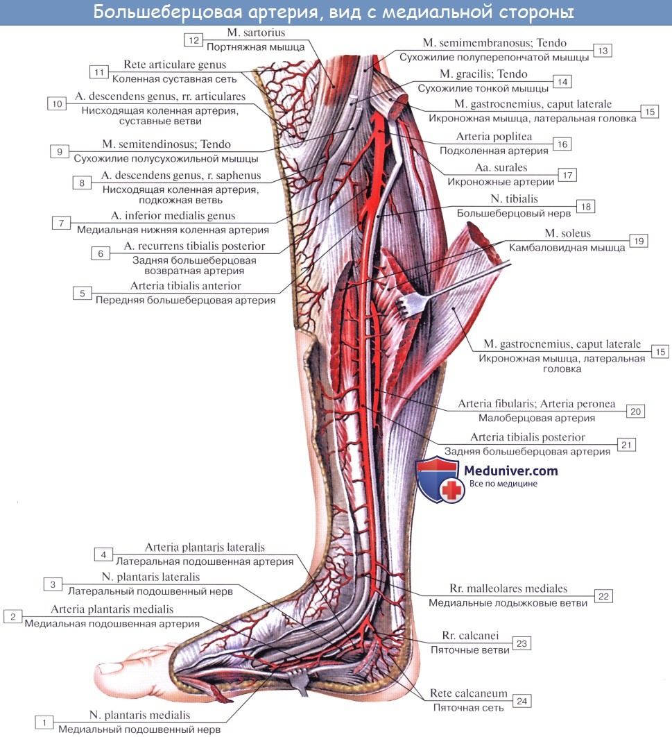 Анатомия: Задняя большеберцовая артерия, a. tibialis posterior. Ветви задней большеберцовой артерии