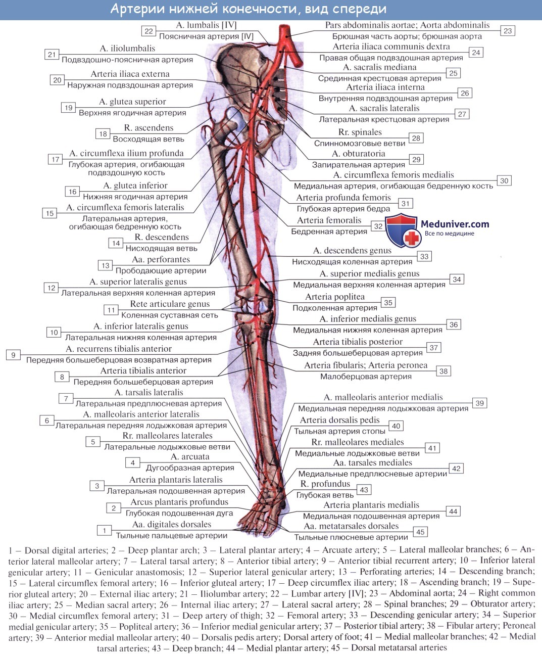 Внутренняя вена латынь. Ветви артерии femoralis. Бедренная артерия анатомия. Схема артерий нижних конечностей вид спереди. Артерии верхней конечности анатомия на латинском.