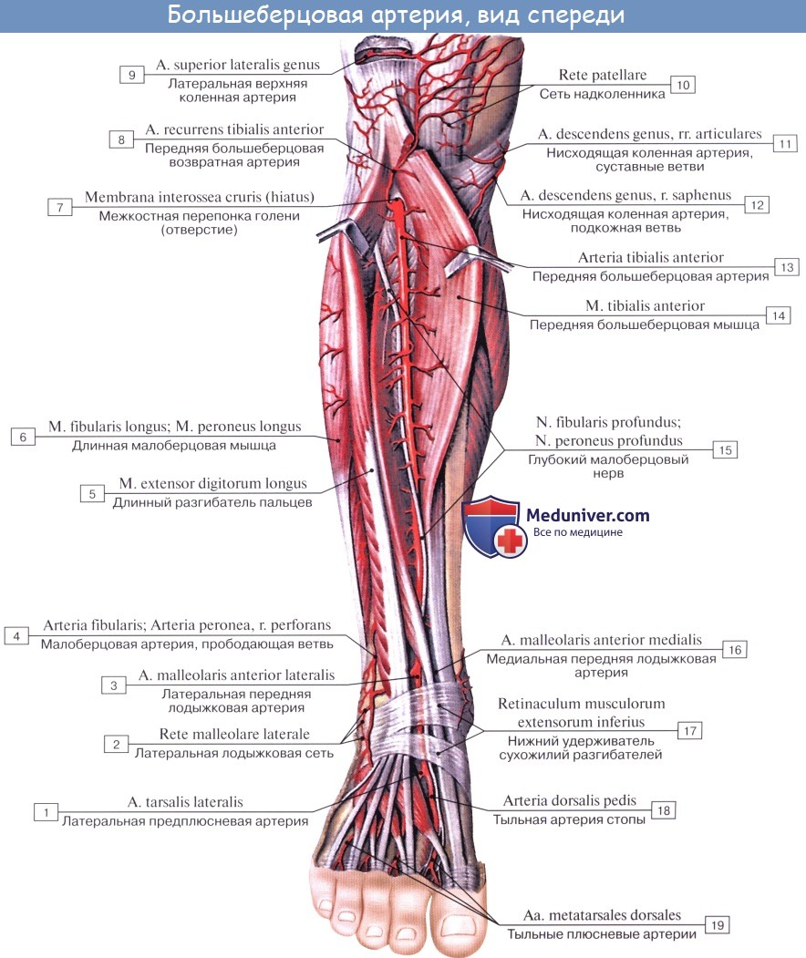Анатомия: Передняя большеберцовая артерия, a. tibialis anterior. Ветви передней большеберцовой артерии