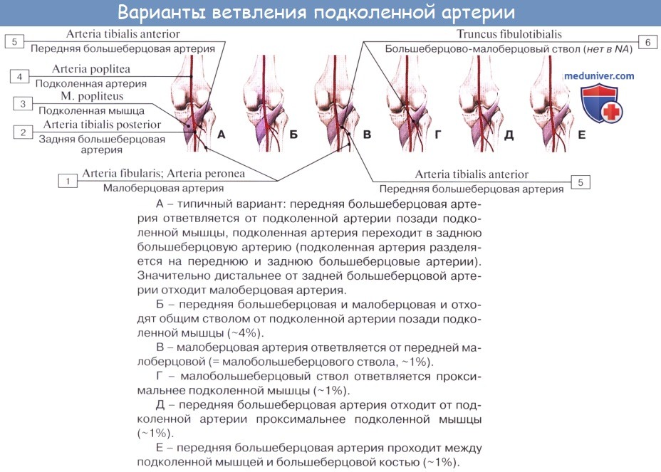 Анатомия: Подколенная артерия, a. poplitea. Ветви подколенной артерии