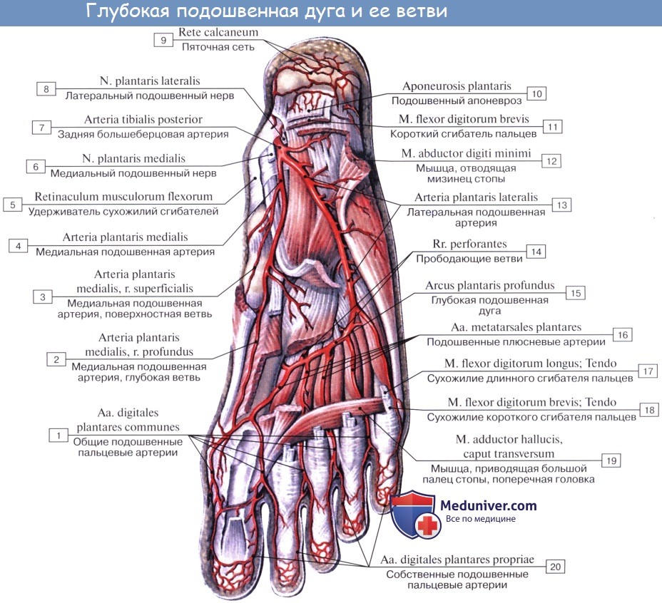 Анатомия: Подошвенные артерии. Медиальная и латеральная подошвенная артерия, a. plantares medialis, a. plantares lateralis