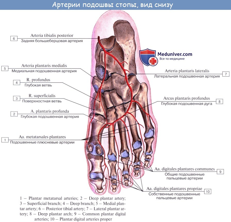 Основные артерии стопы. Артерии тыльной и подошвенной поверхностей стопы. Медиальная и латеральная подошвенные артерии. Медиальная подошвенная артерия. Подошвенная дуга образована артериями.