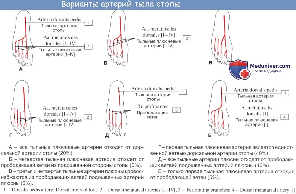 Пульсация артерий стопы. Проекционная линия тыльной артерии стопы. Ветви тыльной артерии стопы. Артерии тыльной и подошвенной поверхностей стопы. Артериальная дуга тыла стопы.