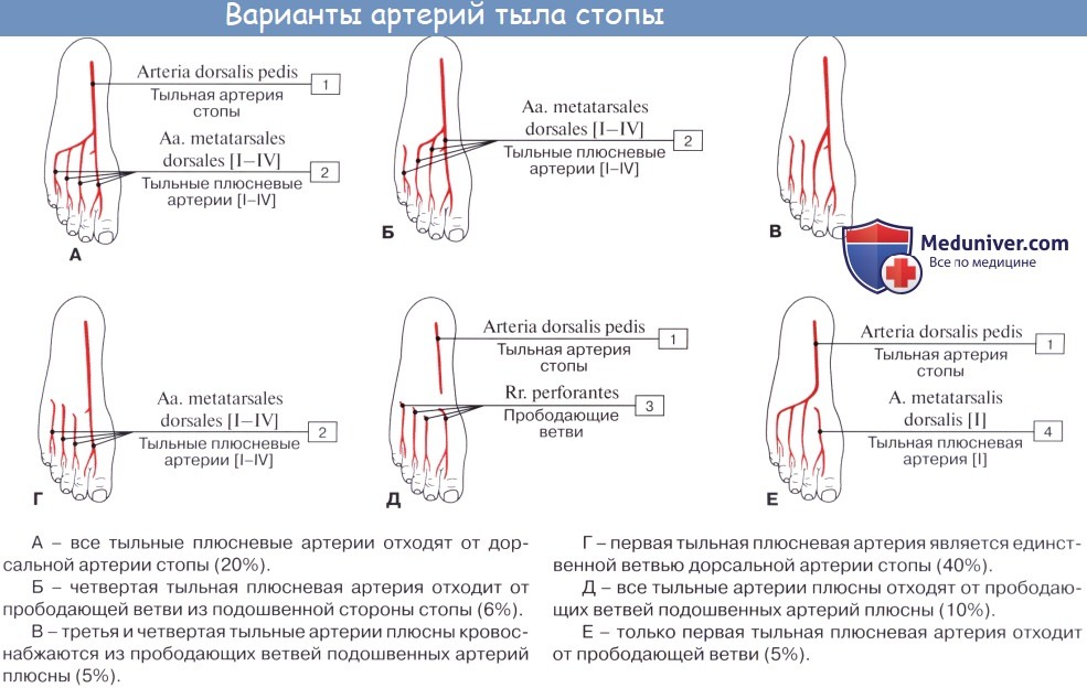 Анатомия: Артерии стопы. Тыльная артерия стопы, a. dorsalis pedis. Ветви тыльной артерии стопы