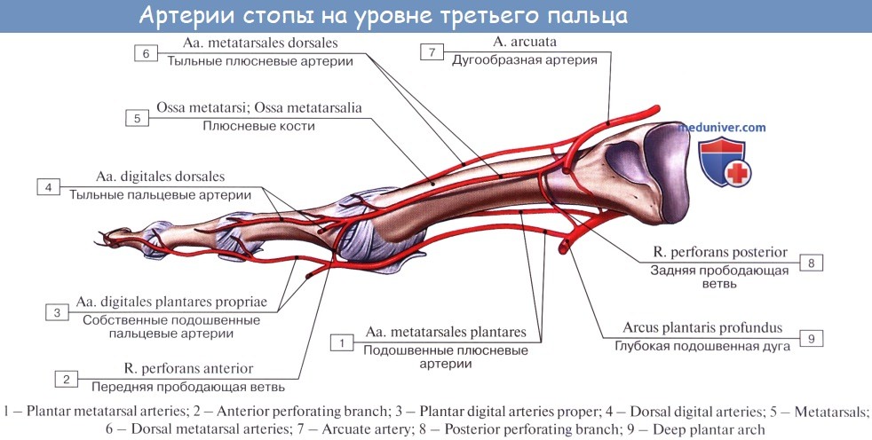 Основные артерии стопы. Кровоснабжение голеностопного сустава схема. Тыльная артерия стопы топография. Тыльная артерия стопы анатомия. Артерия тыла стопы анатомия.