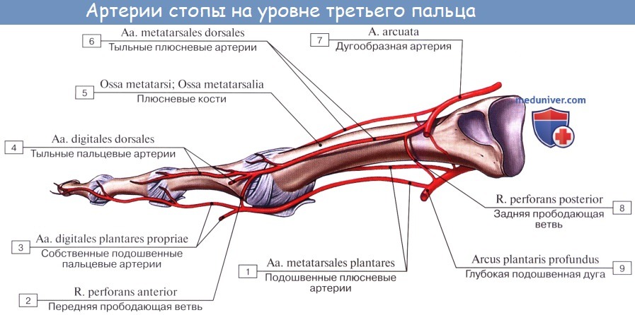 Анатомия: Артерии стопы. Тыльная артерия стопы, a. dorsalis pedis. Ветви тыльной артерии стопы