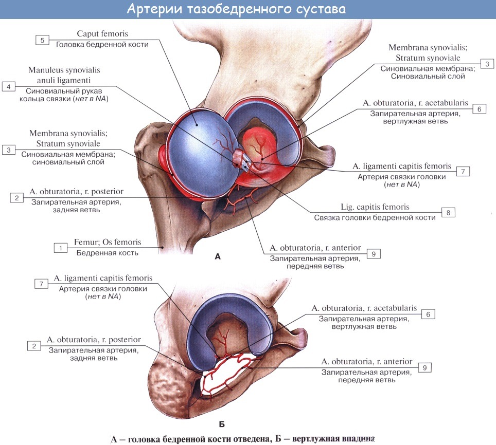 Анатомия: Кровоснабжение тазобедренного сустава