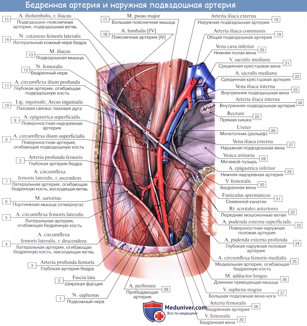 Анатомия: Артерии свободной нижней конечности. Бедренная артерия (a. femoralis). Ветви бедренной артерии