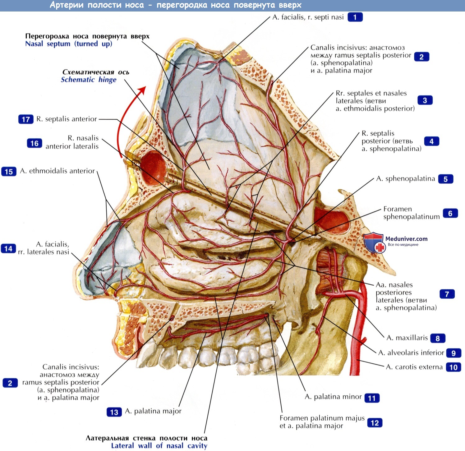 Артерии полости носа - по атласу анатомии