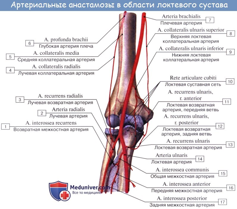 Анатомия: Лучевая артерия, a. radialis. Ветви лучевой артерии