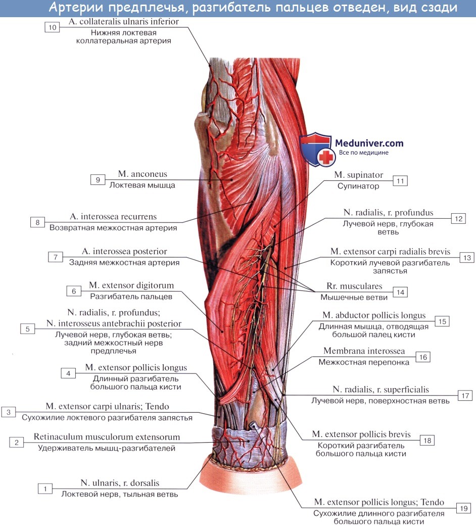 Анатомия: Лучевая артерия, a. radialis. Ветви лучевой артерии