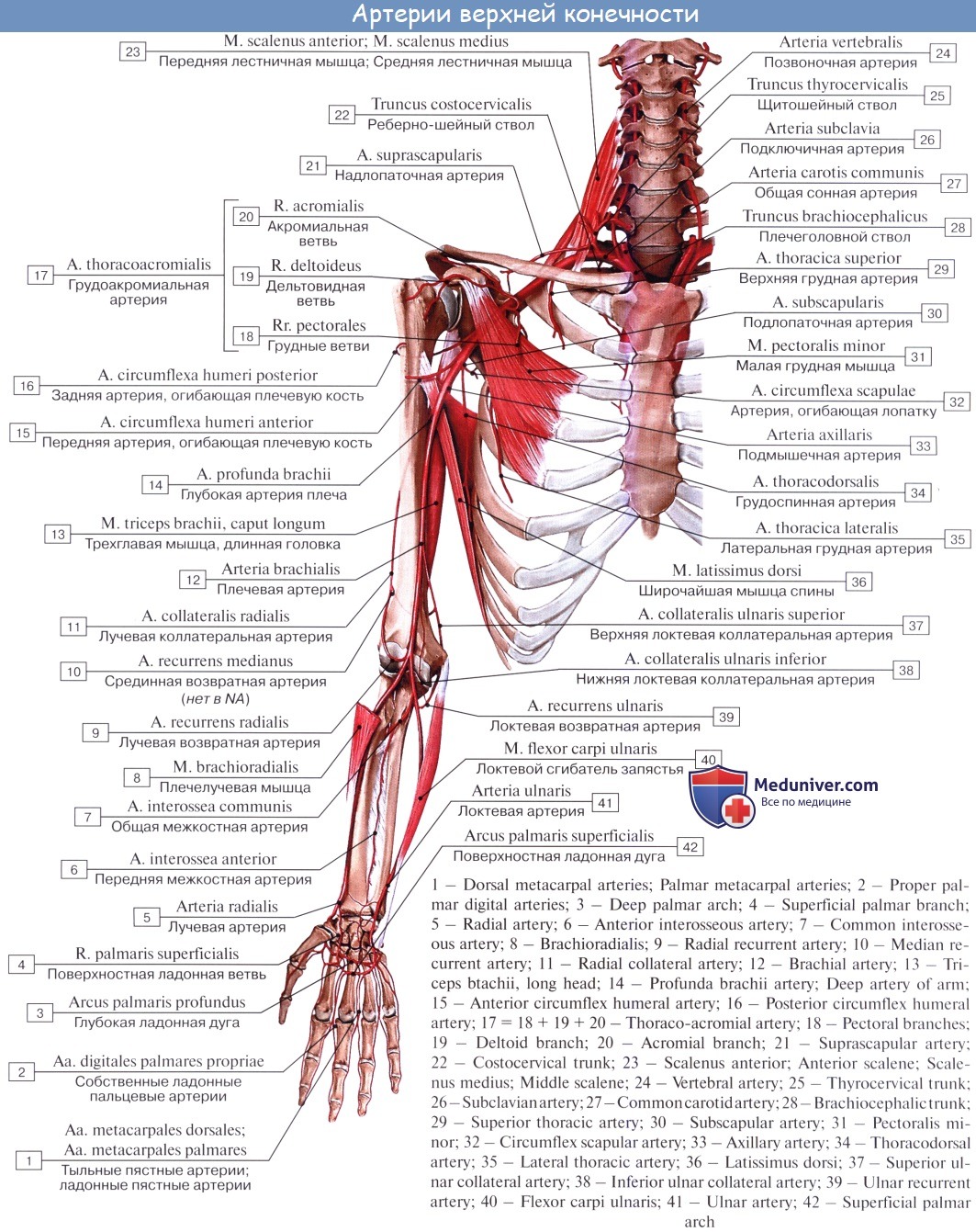 Кровообращение верхней конечности. Артерии верхней конечности анатомия латынь. Мышечные ветви плечевой артерии. Arteria brachialis топография. Артерии верхней конечности плечевая артерия.